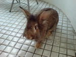 Bubbles - Lionhead Rabbit