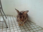 Bubbles - Lionhead Rabbit