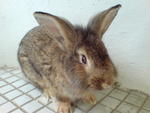 Bubbles - Lionhead Rabbit