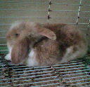 Pancakes - Jersey Wooly + Angora Rabbit Rabbit