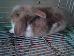 Pancakes - Jersey Wooly + Angora Rabbit Rabbit