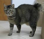 Rabbit - Domestic Short Hair Cat