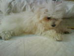 Tan Tan - Maltese Dog