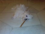 Tan Tan - Maltese Dog