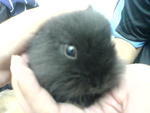 Ahwu - Lionhead Rabbit