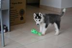 Lycan(赖肯) - Siberian Husky Dog