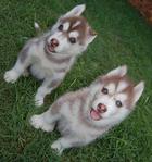 im looking for this type color husky puppy with blue eye for my Lycan.hope can find it