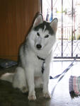 Lycan(赖肯) - Siberian Husky Dog