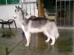 Lycan(赖肯) - Siberian Husky Dog