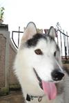 Lycan(赖肯) - Siberian Husky Dog