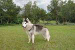 Lycan(赖肯) - Siberian Husky Dog