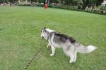 Lycan(赖肯) - Siberian Husky Dog