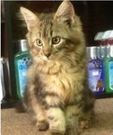 Bronnie - Maine Coon Cat