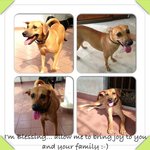 Blessing - Mixed Breed Dog