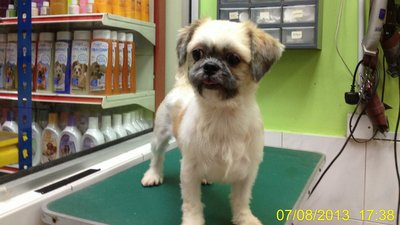 Noinin - Shih Tzu Dog