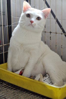 Bubble - Domestic Short Hair Cat