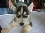 PF46017 - Siberian Husky Dog