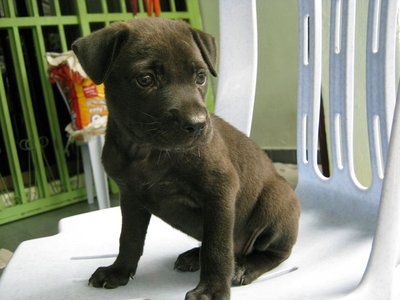 Brownie - Mixed Breed Dog