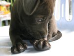 Brownie - Mixed Breed Dog