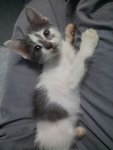 cute kitty :D