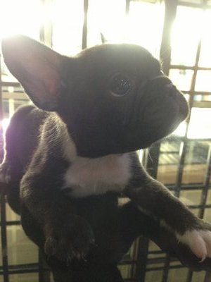 French Bulldogs Puppies - French Bulldog Dog