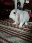 Milk - Lionhead Rabbit