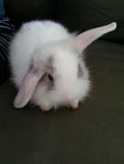 Milk - Lionhead Rabbit