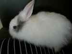 Milk - Lionhead Rabbit