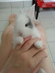 Milk - Lionhead Rabbit