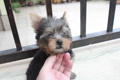 T-cup Yorkshire Terrier Puppy - Yorkshire Terrier Yorkie Dog