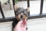 T-cup Yorkshire Terrier Puppy - Yorkshire Terrier Yorkie Dog