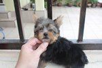 T-cup Yorkshire Terrier Puppy - Yorkshire Terrier Yorkie Dog