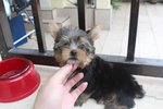 T-cup Yorkshire Terrier Puppy - Yorkshire Terrier Yorkie Dog