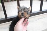 T-cup Yorkshire Terrier Puppy - Yorkshire Terrier Yorkie Dog