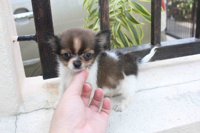 Top Quality T-cup  Chihuahua Puppy - Chihuahua Dog