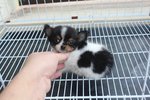 Top Quality T-cup  Chihuahua Puppy - Chihuahua Dog