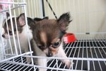 Top Quality T-cup  Chihuahua Puppy - Chihuahua Dog