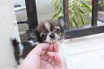 Top Quality T-cup  Chihuahua Puppy - Chihuahua Dog