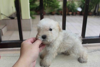 Tiny Creamie Schnauzer Puppy - Schnauzer Dog