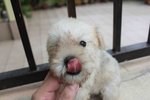 Tiny Creamie Schnauzer Puppy - Schnauzer Dog