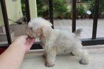 Tiny Creamie Schnauzer Puppy - Schnauzer Dog