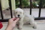 Tiny Creamie Schnauzer Puppy - Schnauzer Dog