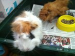 Caramel &amp; Brownie - Guinea Pig Small & Furry