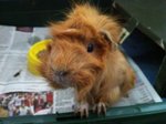 Caramel &amp; Brownie - Guinea Pig Small & Furry