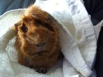 Caramel &amp; Brownie - Guinea Pig Small & Furry