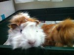 Caramel &amp; Brownie - Guinea Pig Small & Furry