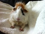 Caramel &amp; Brownie - Guinea Pig Small & Furry