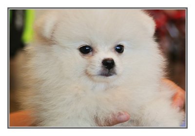  White Pomeranian   - Pomeranian Dog