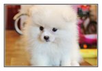  White Pomeranian   - Pomeranian Dog