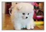  White Pomeranian   - Pomeranian Dog